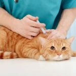 The Importance of Cat Vaccination in Singapore