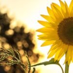 No-Feelings-Nguyen-Duy-Tri-•-The-Last-Sunshine-•-2022-1