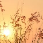 the painful end nguyen duy tri • the last sunshine • 2022 (1)