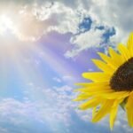 the painful end nguyen duy tri • the last sunshine • 2022